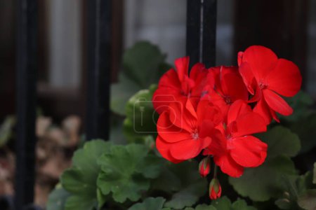 Téléchargez les photos : Belles fleurs rouges culminant à l'extérieur de la fenêtre dans un environnement sombre - en image libre de droit