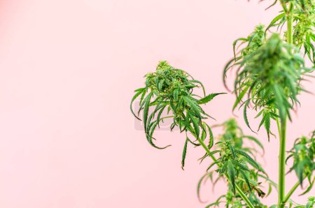 Téléchargez les photos : Plante de cannabis d'intérieur, branche de marijuana sur fond rose avec espace de copie - en image libre de droit