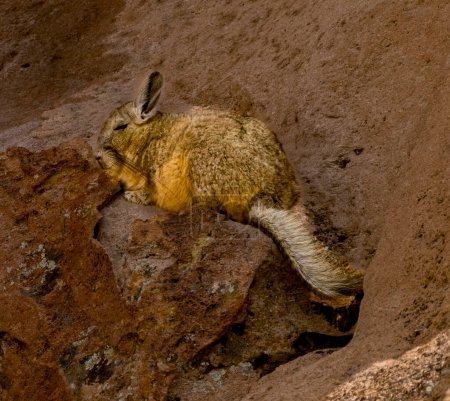 Téléchargez les photos : La viscacha ressemble à un lapin avec une queue d'écureuil, mais n'est originaire que d'Amérique du Sud.. - en image libre de droit