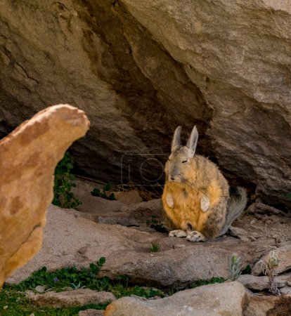 Photo for The viscacha resembles a rabbit with a squirrel tail, but is native only to South America.. - Royalty Free Image
