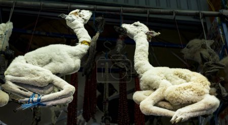 Foto de Fetos de LLama o Alpaca nacidos muertos, vendidos a farmacéuticos también conocidos como brujas para rituales tradicionales bolivianos. - Imagen libre de derechos