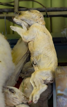 Foto de Fetos de LLama o Alpaca nacidos muertos, vendidos a farmacéuticos también conocidos como brujas para rituales tradicionales bolivianos. - Imagen libre de derechos