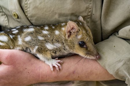 Foto de Un voluntario en Tasmania, Australia, cuida de la colmena huérfana bebé.. - Imagen libre de derechos