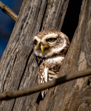 A small owl is perched on a tree branch. The owl is looking at the camera. The image has a calm and peaceful mood