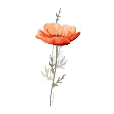 Foto de Flor de amapola hermosa roja. Ilustración botánica. Símbolo del día del recuerdo. Pradera flor silvestre - Imagen libre de derechos