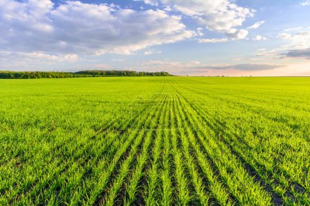 Grünes Getreidefeld und blauer Himmel mit Wolken. Junge grüne Weizenkeime wachsen in Reihen auf einem Feld