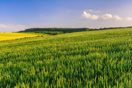 Campo de trigo verde y borde del bosque en el horizonte