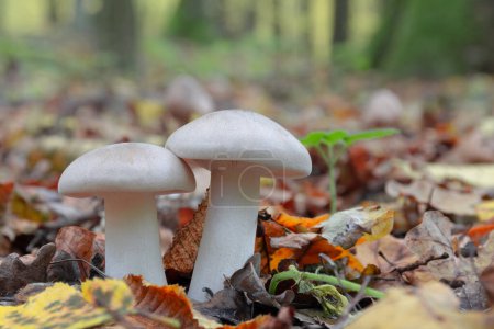 Photo for Two young mushrooms grow in the forest. Gray smoky plate mushroom Clitocybe nebularis. Delicious edible mushroom - Royalty Free Image