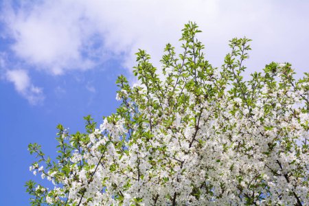 White blossoming cherry blossom on sky background with clouds