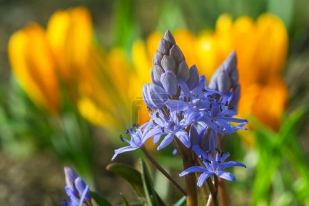 Close-up of blue flowers of Scilla bifolia in bloom against a background of blooming yellow crocuses