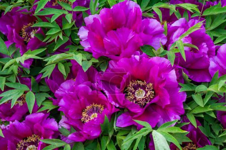 Floral background of pink tree peony flowers