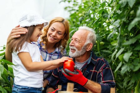 Photo for Family working together in greenhouse. Portrait of grandfather, child while working in family garden. People organic food concept. - Royalty Free Image