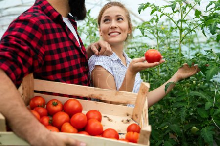 Photo for Young happy couple of farmers working in greenhouse, with organic bio tomato, vegetable. Agriculture healthy food people concept. - Royalty Free Image
