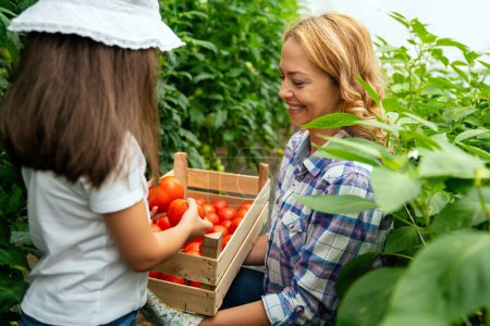 Photo for Happy single mother picking fresh vegetables with her daughter. Cheerful young mother smiling while showing her daughter fresh tomato in an organic garden. Self-sufficient family gather fresh produce. - Royalty Free Image