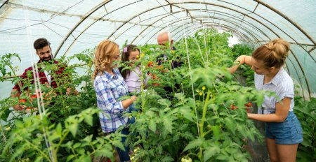 Téléchargez les photos : Heureux jeune agriculteur famille récolte des tomates et des légumes de la serre. Concept de style de vie des agriculteurs - en image libre de droit