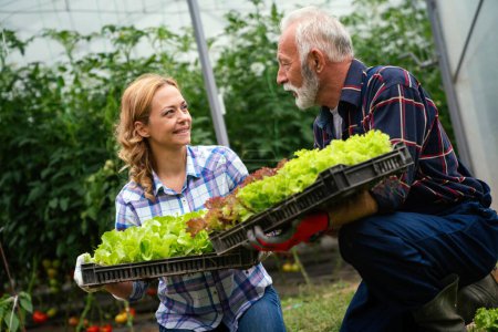 Téléchargez les photos : Agriculture familiale heureuse agriculteurs intelligents travaillant la cueillette de légumes travaillant dans une ferme de serre biologique. Personnes serre concept d'alimentation saine - en image libre de droit