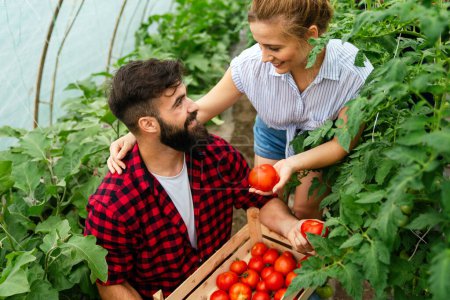 Foto de Joven pareja feliz de agricultores que trabajan en invernadero, con bio tomate orgánico, vegetal. Agricultura alimentos saludables concepto de personas. - Imagen libre de derechos