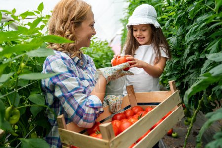 Téléchargez les photos : Famille rurale cueillir des tomates biologiques dans le jardin. Petite fille aidant sa mère avec la tomate dans le jardin. - en image libre de droit