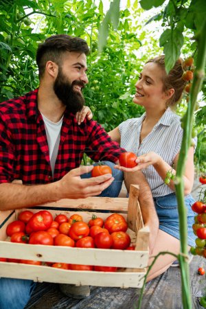 Foto de Familia de granja exitosa, pareja dedicada al cultivo de verduras orgánicas en invernadero, recolección de cultivos de tomates en verano - Imagen libre de derechos