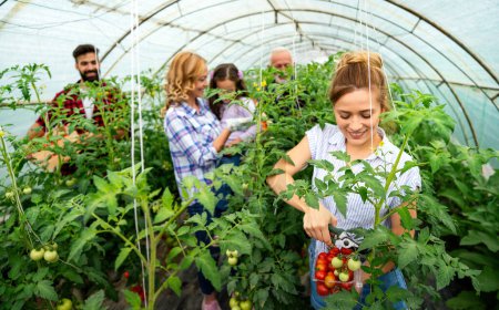 Téléchargez les photos : Équipe d'agriculteurs sympathiques récoltant des légumes frais dans le jardin en serre sur le toit. Agriculture Alimentation saine concept de personnes. - en image libre de droit