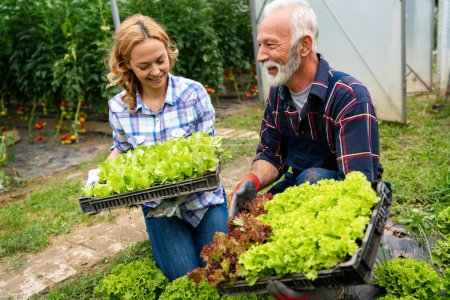 Foto de Felices trabajadores agrícolas cosechando lechuga y verduras del invernadero. Granjas concepto de estilo de vida - Imagen libre de derechos