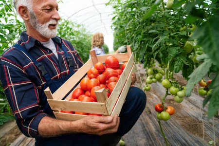 Foto de Negocio orgánico de invernadero. Feliz granjero senior está recogiendo tomates frescos y maduros en su invernadero. - Imagen libre de derechos