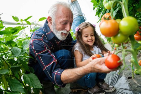Foto de Familia trabajando con tomate juntos en invernadero. Retrato del abuelo, hija y nieta mientras trabajaba en un jardín familiar multigeneracional. - Imagen libre de derechos