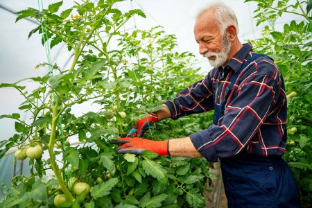 Photo for Portrait of happy senior man gardener working in organic vegetable greenhouse garden. Small business farm owner and healthy food production concept. - Royalty Free Image