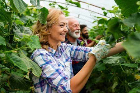 Photo for Happy organic farmer multigenerational family working in farm glasshouse in spring, harvesting fresh green cucumbers. Growing of vegetable cultivars - Royalty Free Image