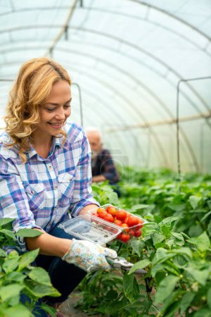 Photo for Portrait of happy woman gardener working in organic vegetable greenhouse garden. Small business farm owner and healthy food production concept. - Royalty Free Image
