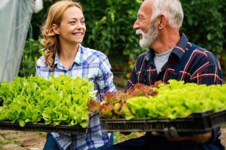 Photo for Happy family, people of organic greenhouse farmer vegetable harvesting collect lettuce to be sold to local convenience stores. - Royalty Free Image