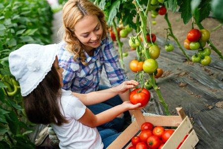 Téléchargez les photos : Famille rurale cueillir des tomates biologiques dans le jardin. Petite fille aidant sa mère avec la tomate dans le jardin. - en image libre de droit