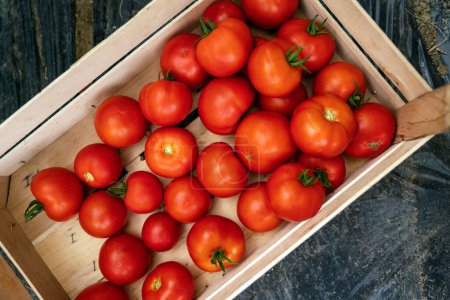 Téléchargez les photos : Tomates fraîches mûres dans une boîte en bois au magasin alimentaire. Acheter des ingrédients naturels de salade dans la boutique d'aliments biologiques. Concept de nutrition végétarienne crue. Légumes de tomates rouges au marché fermier pour une alimentation saine - en image libre de droit