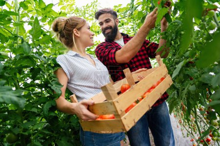 Photo for Successful farm family, couple engaged in growing of organic vegetables in hothouse, gathering crop of tomatoes in summertime - Royalty Free Image