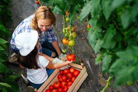 Photo for Happy mother having fun gardening with little daughter while picking up fresh tomato. Harvest,organic food and education concept - Royalty Free Image