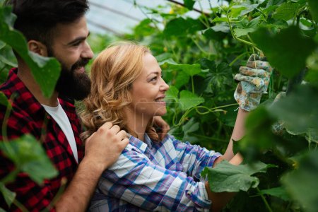 Foto de Feliz pareja de agricultores orgánicos que trabajan en invernadero de granja en primavera, cosechando pepinos verdes frescos. Cultivo de hortalizas - Imagen libre de derechos