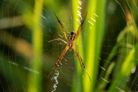 Photo for Spider in the nest - Royalty Free Image
