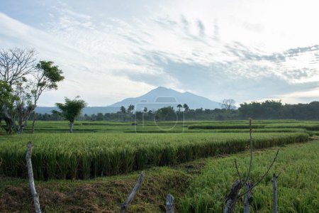 Foto de Foto de campos de arroz verde sobre un fondo de cielo azul. - Imagen libre de derechos
