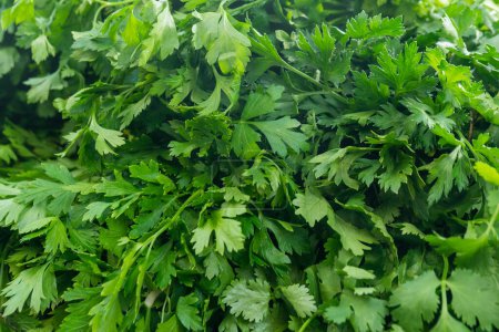 Photo for Green leaves of the parsley plant, healthy food - Royalty Free Image