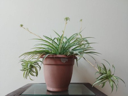 Téléchargez les photos : Plantes d'araignée dans un pot brun à la maison - en image libre de droit