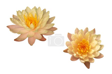 Foto de Colección de aislados dos cabezales de loto en flor sobre fondo blanco - Imagen libre de derechos