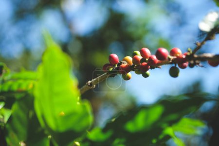Téléchargez les photos : Cerises rouges mûres sur une branche avec des feuilles de caféier. Plantation de café. - en image libre de droit