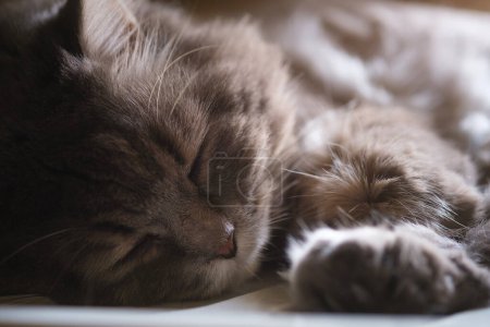 Téléchargez les photos : Mignon chat moelleux dormant sur le sol à la maison. Animaux domestiques - en image libre de droit