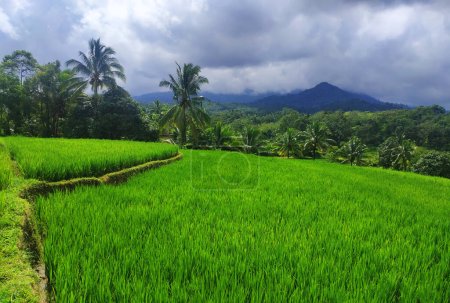 Téléchargez les photos : Photo de montagnes vertes et de rizières avec une décoration au ciel clair et nuageux - en image libre de droit