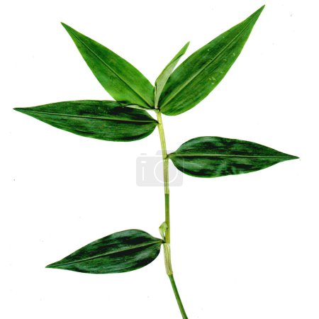 Téléchargez les photos : Herbe de bambou vert est sur fond blanc. - en image libre de droit