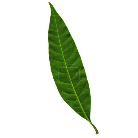 Téléchargez les photos : Les feuilles de mangue vertes avec des branches brunes sont sur un fond blanc - en image libre de droit