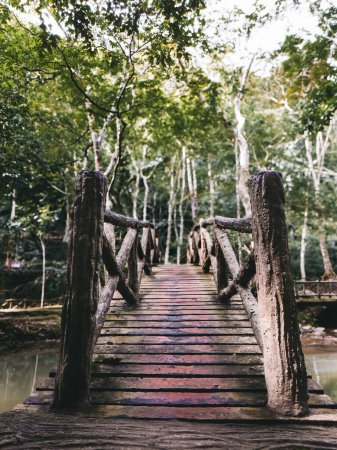 Foto de El cemento parece un puente de madera, cubierto de musgo en la selva malaya - Imagen libre de derechos