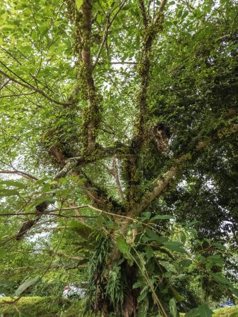 Foto de Árboles de selva verde. Vista de ángulo bajo. - Imagen libre de derechos