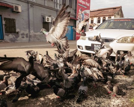 Photo for Negeri Sembilan, Malaysia - Oct 26, 2022 Pigeon eating feeding frenzy at the roadside. - Royalty Free Image