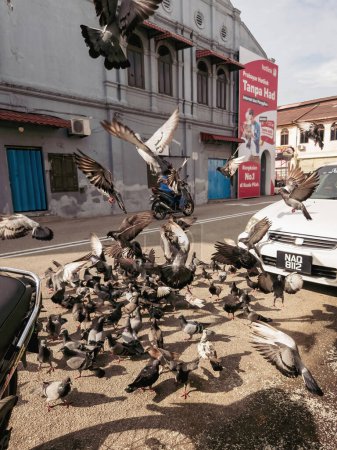 Téléchargez les photos : Negeri Sembilan, Malaisie - 26 oct. 2022 Pigeon mangeant de la frénésie alimentaire au bord de la route. - en image libre de droit